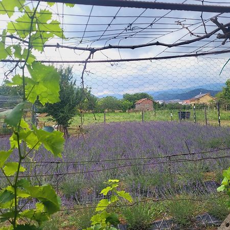 Salvia E Rosmarino - Affittacamere In Liguria Villanova d'Albenga Exteriör bild