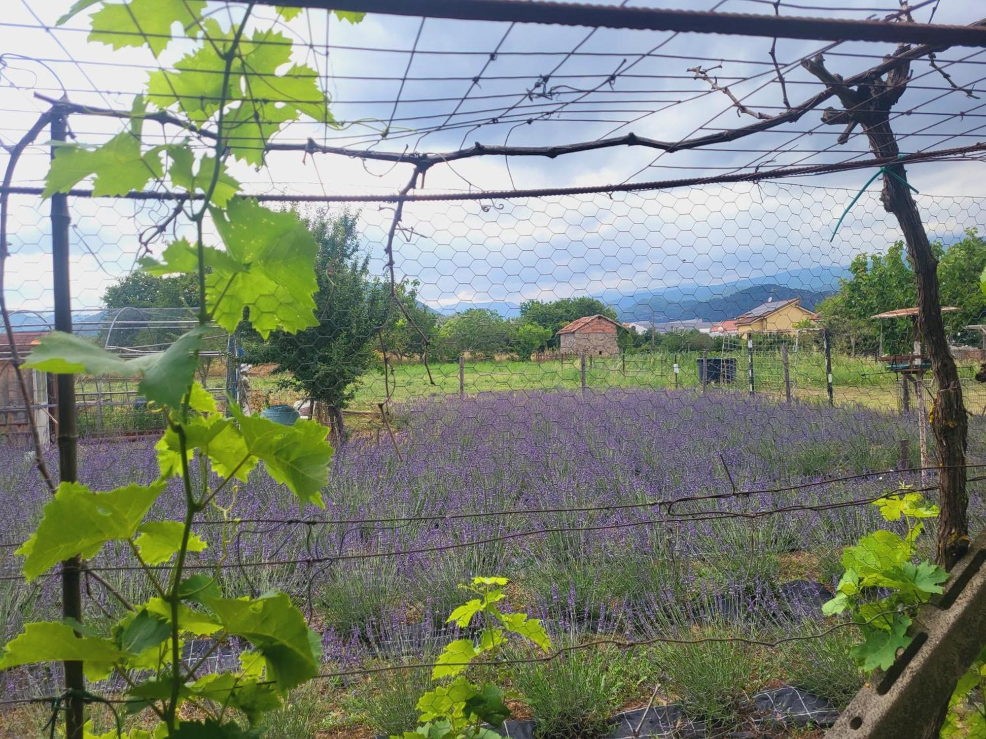 Salvia E Rosmarino - Affittacamere In Liguria Villanova d'Albenga Exteriör bild