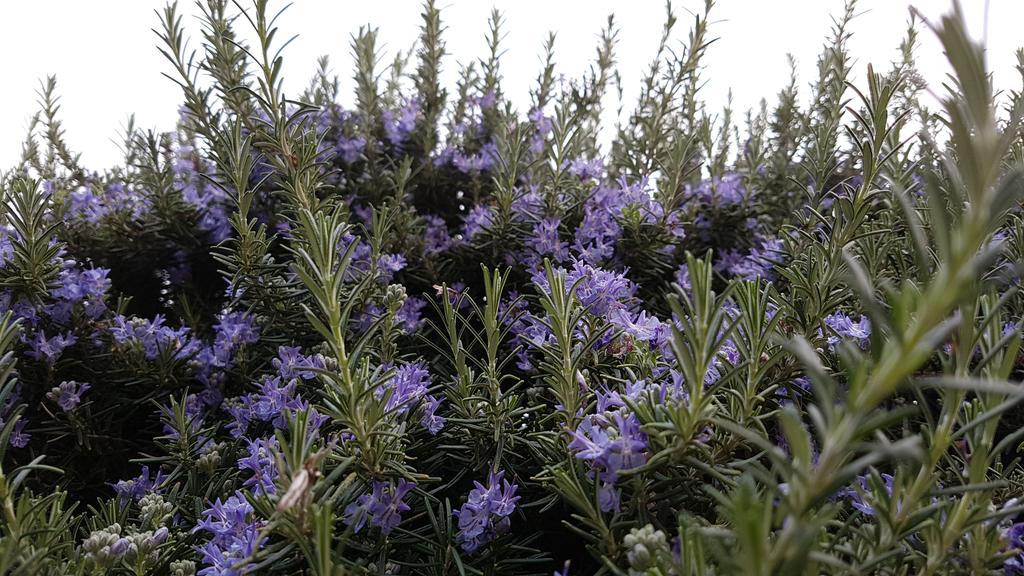 Salvia E Rosmarino - Affittacamere In Liguria Villanova d'Albenga Exteriör bild